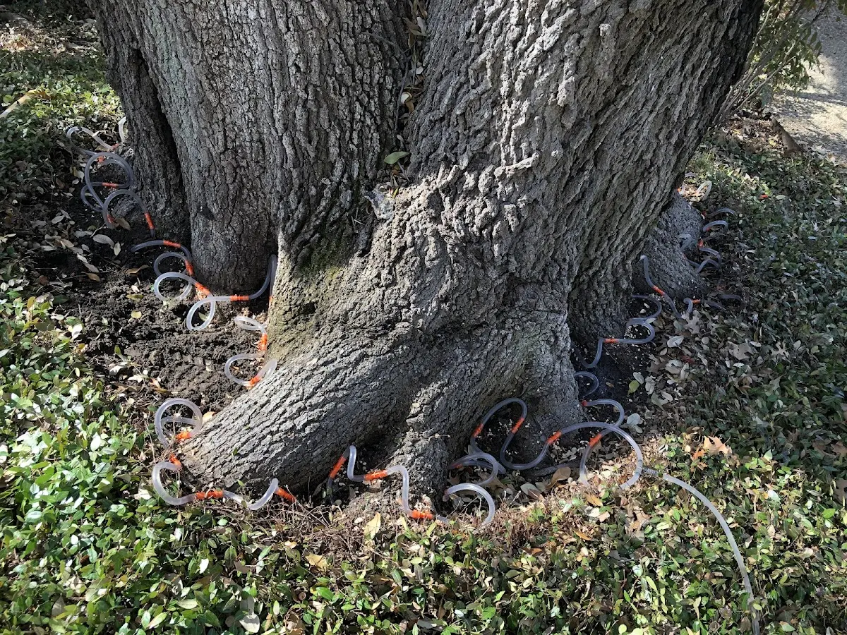 Detailed Tree Cabling and Bracing job site in Lincoln University