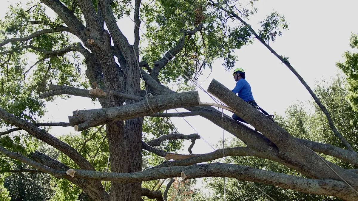 Professional Crown Thinning performed by certified arborists in Lincoln University