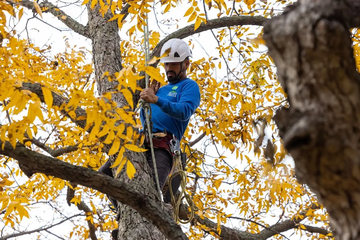 Skilled Tree Pruning crew working in Lincoln University
